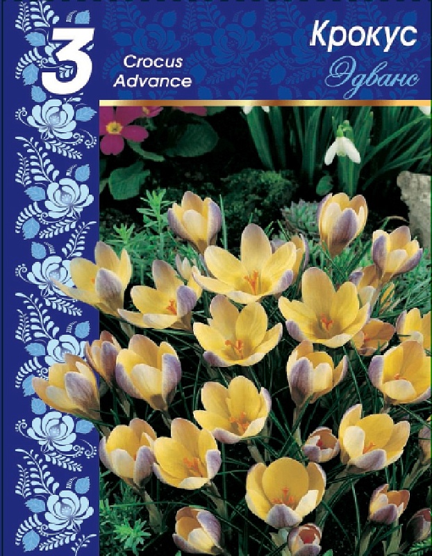 Крокус Эдванс 1 уп. (3 шт.) 